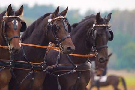 brown horse ride in sunny day afternoonの写真素材
