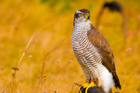 wild hunter bird on meadowの写真素材