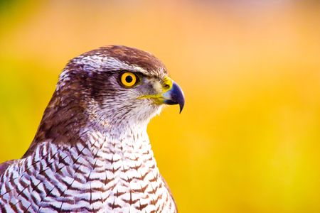 wild hunter bird on meadowの写真素材