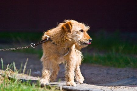 dog without name walking in beautifull sunny dayの写真素材