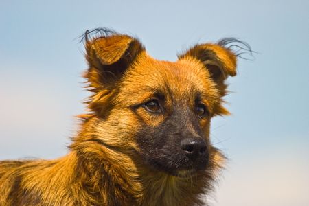 dog without name walking in beautifull sunny dayの写真素材