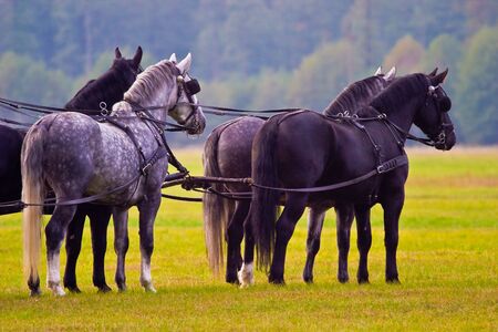 brown horses competed in the recoiling of sunny days in the afternoonの写真素材