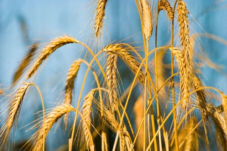 wild grain plant in sunny day on blue bacgroundの写真素材