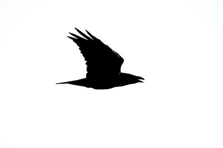 flying wild birds in the sky near a small lakeの写真素材