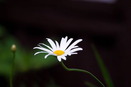 wild flower after big rainの写真素材