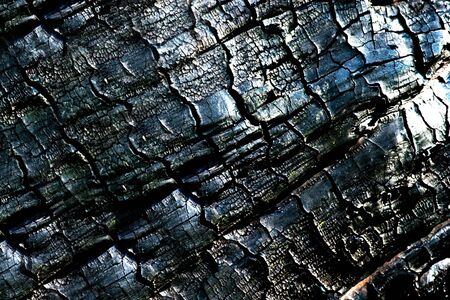 brown wood very old trees in the sunの写真素材