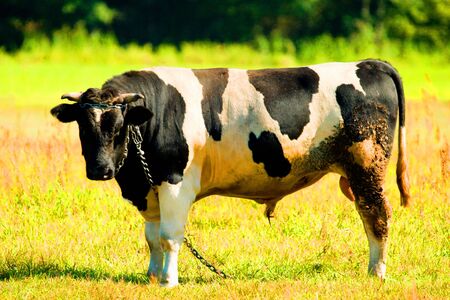 Cute bull in a meadow watching to the camera
の写真素材