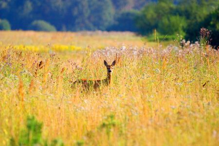 deer near old big forest in sunny dayの写真素材