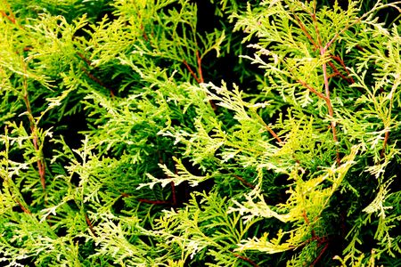 wild flowers of brown plant in autumn afternoon sunの写真素材