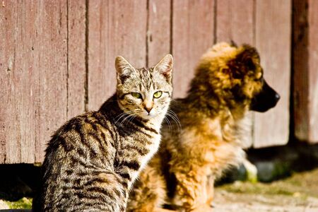 cat without name walking in beautifull sunny dayの写真素材