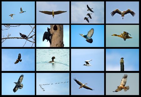 Poses of birds express various emotions on blue background

の写真素材