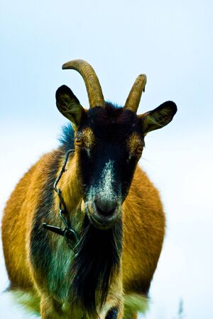 grazzing goatの写真素材