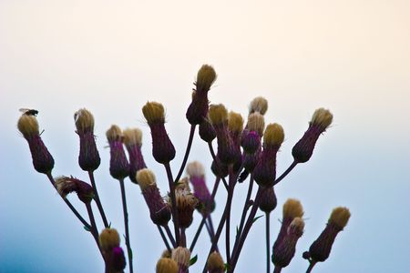 wild flower after big rainの写真素材