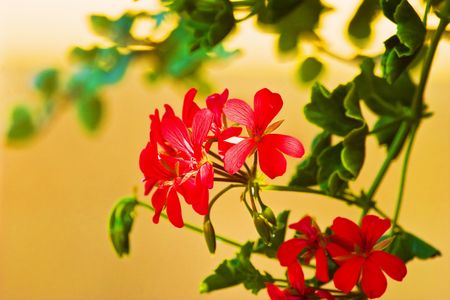 wild red flower after big rain in sunny dayの写真素材