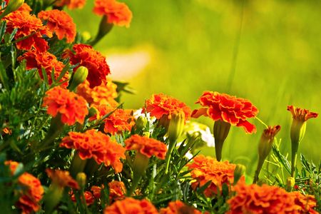 wild red flower after big rain in sunny dayの写真素材