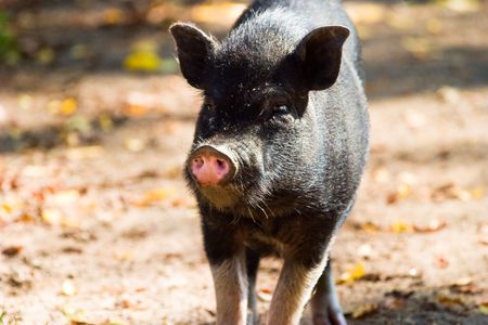 Pigs eating on a meadow in sunny day afternoon
の写真素材