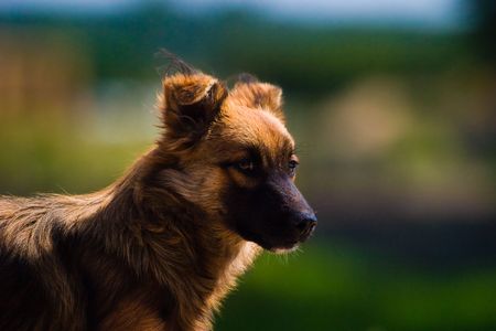funny dog without name in sunny dayの写真素材