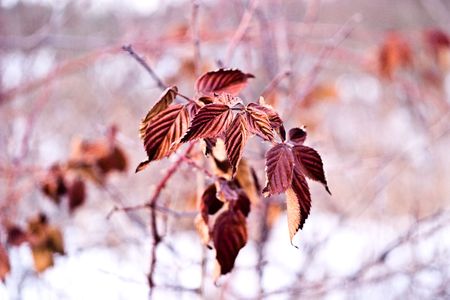 fluffy wild field grass grouped in sunny day 
の写真素材
