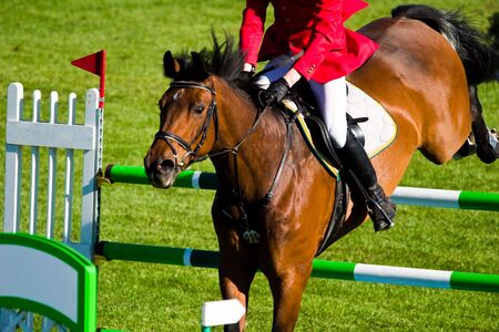 Beautiful Horse in a Green Meadow in sunny day
の写真素材