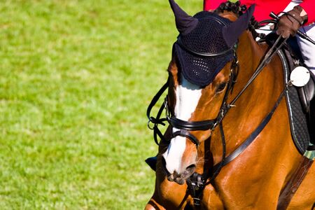Beautiful Horse in a Green Meadow in sunny day
の写真素材