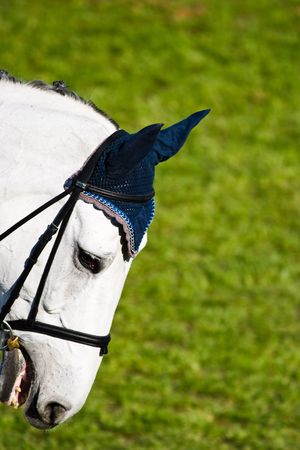 Beautiful Horse in a Green Meadow in sunny day
の写真素材