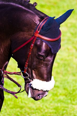 Beautiful Horse in a Green Meadow in sunny day
の写真素材