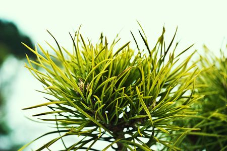 fluffy wild field grass grouped in sunny day 
の写真素材