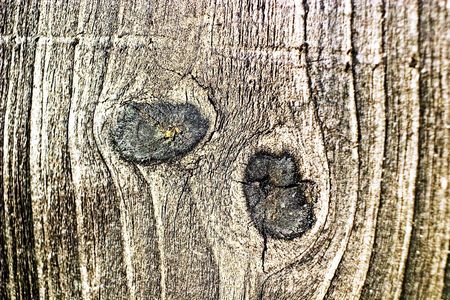 old grey wood textured for abstract bacground
の写真素材