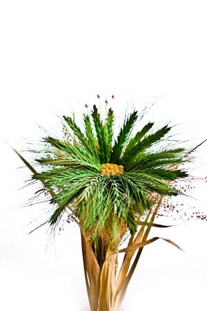 flowers on white background - Asteraceae Bellidiastrum micheliiの写真素材