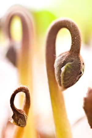 flowers in green field grass - Asteraceae Bellidiastrum micheliiの写真素材