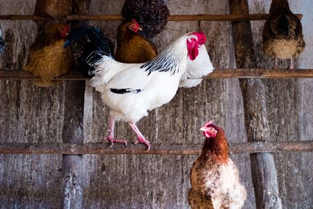 Image shows a white hen searching for food on an open country field
の写真素材