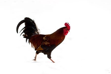 Image shows hen searching for food, chicken seriesの写真素材