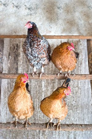 Image shows hen searching for food, chicken seriesの写真素材