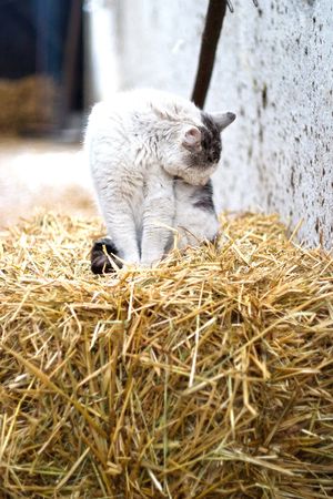The young grey cow stands on straw in barnの写真素材