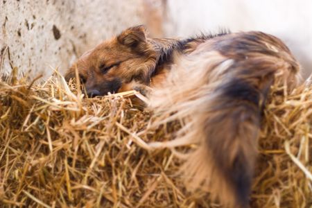 funny dog without name in sunny dayの写真素材