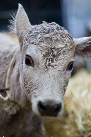 The young grey cow stands on straw in barnの写真素材