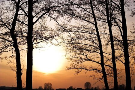 occurring yellow sun behind the trees on a warm evening の写真素材