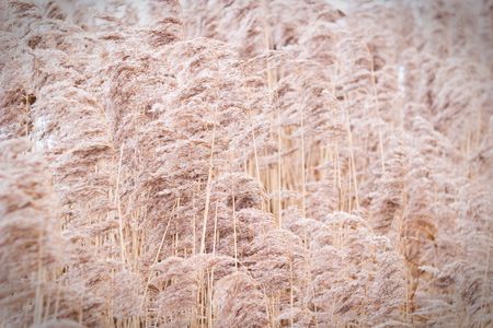 fluffy wild field grass grouped in sunny day 
の写真素材