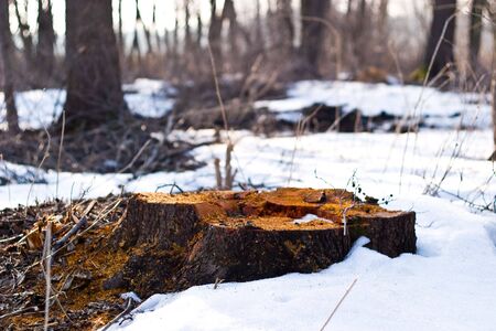 old grey wood textured for abstract bacground
の写真素材