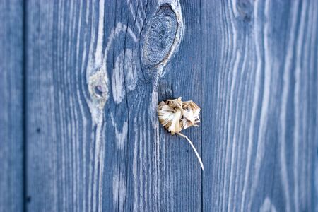 old grey wood textured for abstract bacground
の写真素材