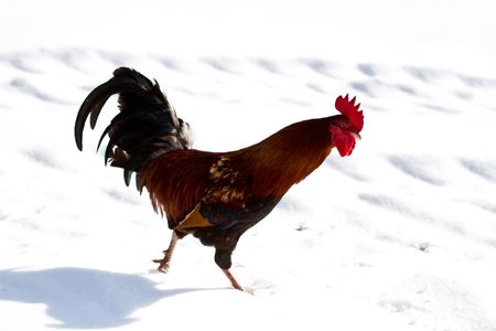 Image shows a white hen searching for food on an open country field
の写真素材