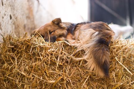 funny dog without name in sunny dayの写真素材