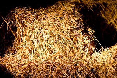 This year's bundle of straw yellow with golden colorの写真素材