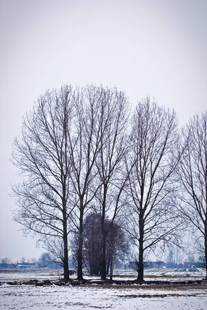 winter landscape of young grey forest with bright blue sky
の写真素材