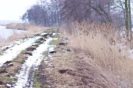 winter landscape of young grey forest with bright blue sky
の写真素材