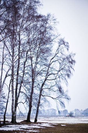 winter landscape of young grey forest with bright blue sky
の写真素材