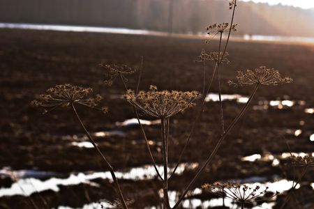 fluffy wild field grass grouped in sunny day の写真素材