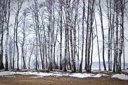 winter landscape of young grey forest with bright blue sky
の写真素材