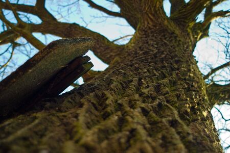 winter landscape of young grey forest with bright blue sky
の写真素材