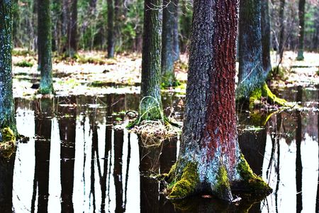 winter landscape of young grey forest with bright blue sky
の写真素材